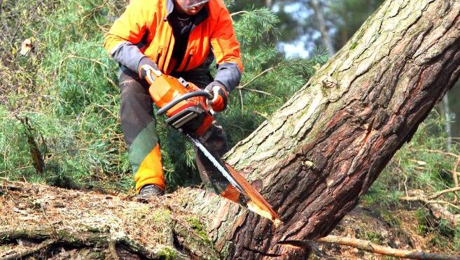 fakivágási engedély Dabas, fakivagasi engedel dabas